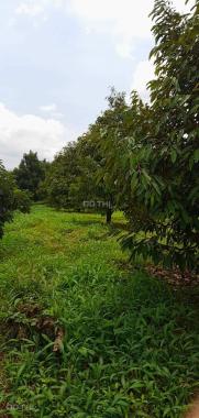 Bán nhanh 4 hecta đất đang trồng sầu tại Krông Buk, Đắk Lắk
