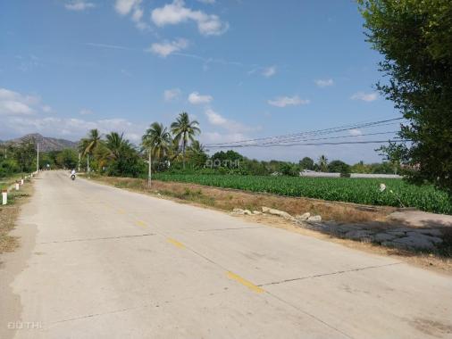 Bán đất tại Xã Phước Vinh, Ninh Phước, Ninh Thuận diện tích 8040m2