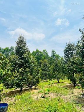 Bán vườn sầu riêng Xã Diên Tân, Diên Khánh, Khánh Hòa diện tích 4300m2 giá