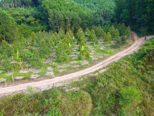 Bán vườn sầu riêng Xã Diên Tân, Diên Khánh, Khánh Hòa diện tích 4300m2 giá