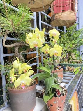 Hiếm của hiếm! Nhà Tây Hồ - lô góc - kinh doanh - chỉ nhỉnh 4 tỷ