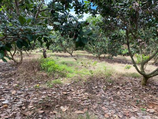 CHÍNH CHỦ BÁN 1,5HA ĐẤT RẪY ĐIỀU SỔ ĐỎ RIÊNG GIÁ TỐT