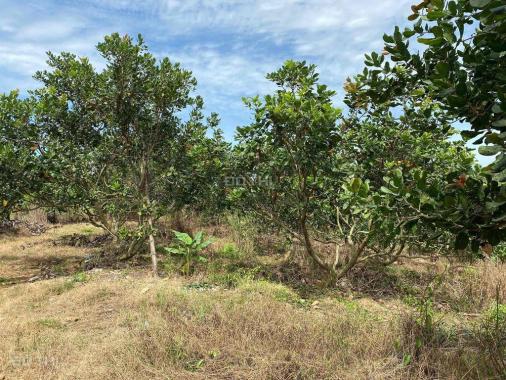 CHÍNH CHỦ BÁN 1,5HA ĐẤT RẪY ĐIỀU SỔ ĐỎ RIÊNG GIÁ TỐT