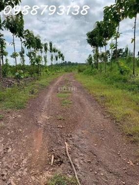 CHÚ VOI CON Ở BẢN ĐÔN, TO MÀ GIÁ NHỎ, cưỡi chơi thong dong cũng có tiền
