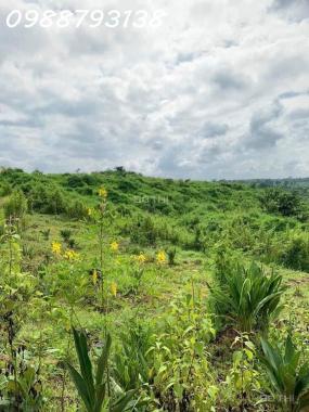 CHÚ VOI CON Ở BẢN ĐÔN, TO MÀ GIÁ NHỎ, cưỡi chơi thong dong cũng có tiền