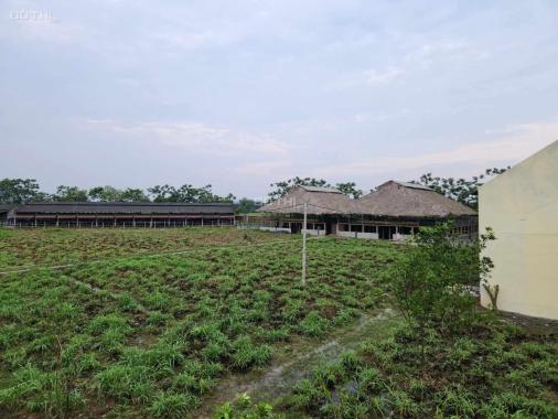 TRANG TRẠI VÀNG TRONG LÀNG ĐẦU TƯ  Gia đình cần Chuyển nhượng trang trại nuôi 300 Bò tại Thái Bình