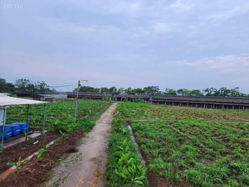 TRANG TRẠI VÀNG TRONG LÀNG ĐẦU TƯ  Gia đình cần Chuyển nhượng trang trại nuôi 300 Bò tại Thái Bình
