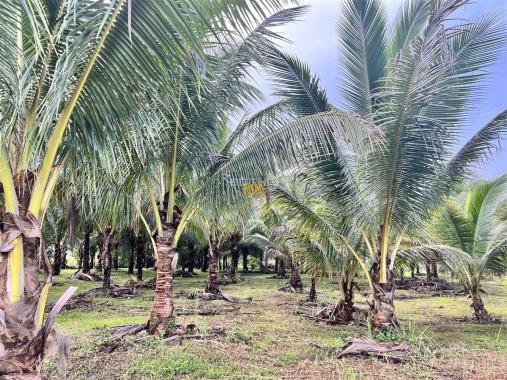 Bán 2 sào vườn siêu đẹp dừa thôn 8, cưebur giá 800tr/ sào