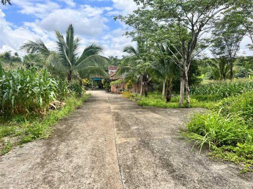 Bán Nhà vườn góc 2 mặt tiền 1,15 ha thôn 8 Cưêbur giá 650tr/sào
