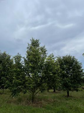 Bán 1.5 hecta đất MT 600A, Huyện Tân Phú Chưa qua đầu tư tặng vườn trái cây