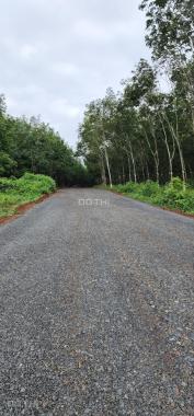 Bán 1 hecta , hoà bình, xuyên mộc, BRVT