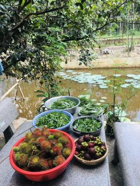 Cho thuê nhà vườn 1800m giá rẻ tại Ấp Long Hưng, Xã Long Nguyên, Huyện Bàu Bàng, Bình Dương.