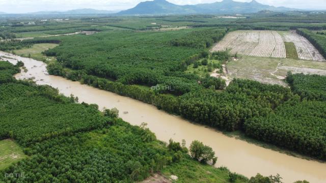 Bán 2000m2 Tân Bình - TX LaGi có 20m MT Sông Dinh giảm còn 900 triệu