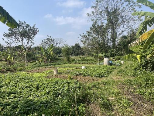 Bán lô đất nông nghiệp trồng cây 95m2 tại thôn An Hạ, An Thượng, Hoài Đức - Hà Nội