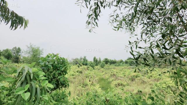 Đất vườn chanh mặt tiền lộ nhựa xe tải tới đất Tân Hiệp, Thạnh Hóa, Long An giá 65tr/1m ng