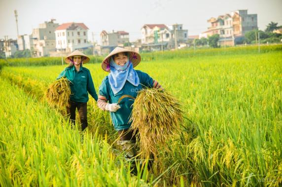 Bán đất tại Đường Tỉnh Lộ  919, Xã Trường Xuân,  Thới Lai, Cần Thơ diện tích 5172m2 giá 5500 Triệu