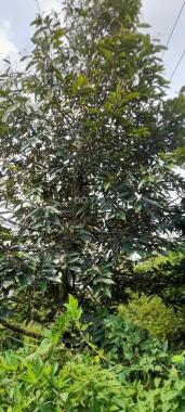 CẦN BÁN GẤP MẢNH VƯỜN SẦU RIÊNG CÂY LỚN – ĐANG CHỜ RA TRÁI!