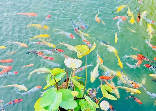 Bán căn hộ cao cấp trong khu Resort 5 sao giá chỉ 3 tỷ 5