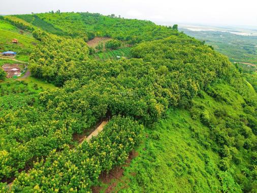 BÁN ĐẤT VƯỜN LA NGÀ - ĐỊNH QUÁN, ĐỒNG NAI, VIEW HỒ TRỊ AN 1000m2 GIÁ CHỈ 850TR