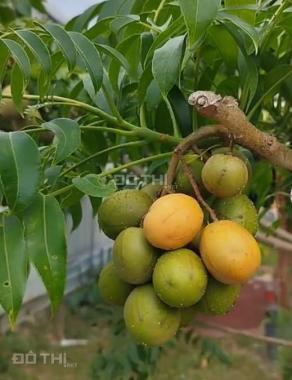 Ann về Úc bán nhà mặt tiềng đường cách Vạn Phúc City chưa tới 50m