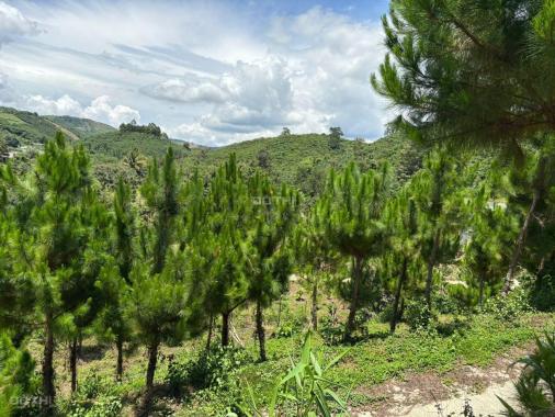 6000m² đất QH thổ cư mặt tiền B'Lao Xê Rê, view 360, khu dân cư hiện hữu, phường 3, TP Bảo Lộc