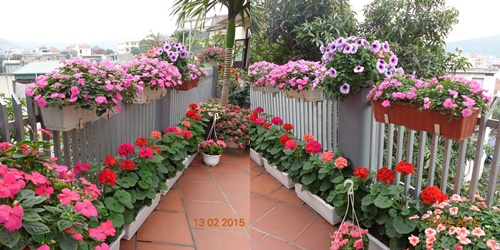 Vườn hoa rực rỡ sắc màu của cô giáo Quảng Ninh