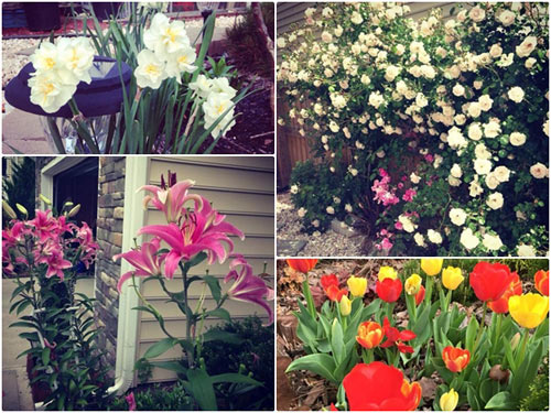Khu vườn hoa thơm, rau sạch của người mẹ Việt trên đất Mỹ