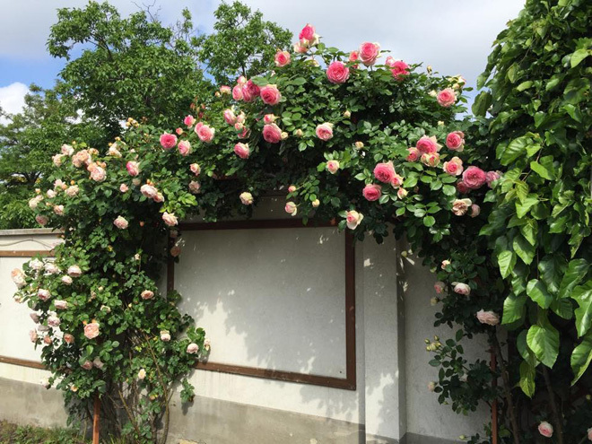 Hoa hồng rực rỡ trong vườn nhà suốt 20 năm