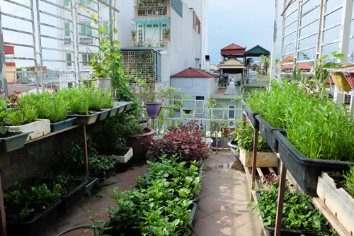 Sân thượng nhà phố biến thành vườn rau, quả xanh tốt