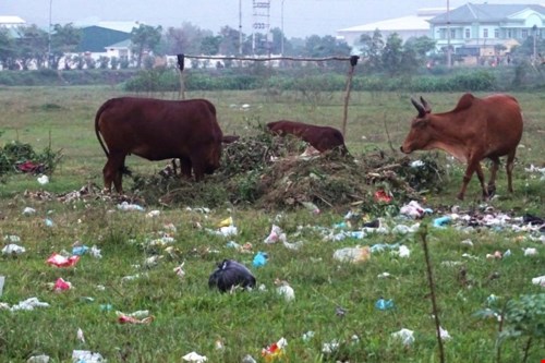 Nghệ An: Hàng trăm héc-ta “đất vàng” thành nơi chăn bò, đổ rác