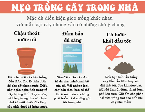 Những loại rau, củ trồng trong nhà không tốn nhiều công chăm sóc