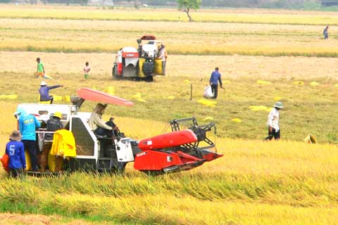Dùng đất trồng lúa vào mục đích phi nông nghiệp phải nộp tiền