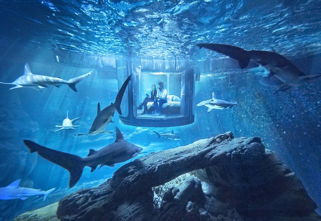 Độc đáo phòng ngủ kính có đàn cá mập bơi quanh