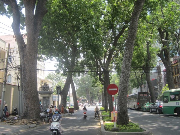 Tp.HCM: Di dời cây xanh để xây nhà ga Bến Thành