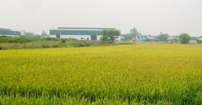 Chuyển mục đích sử dụng đất tại 2 tỉnh Long An, Bắc Ninh