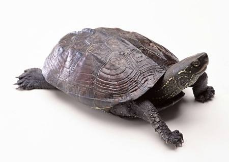tượng rùa phong thủy