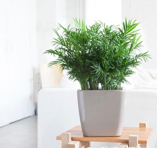 Mách bạn lựa chọn cây xanh phù hợp với từng không gian trong nhà.