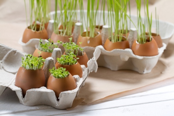 trồng cây trong vỏ trứng