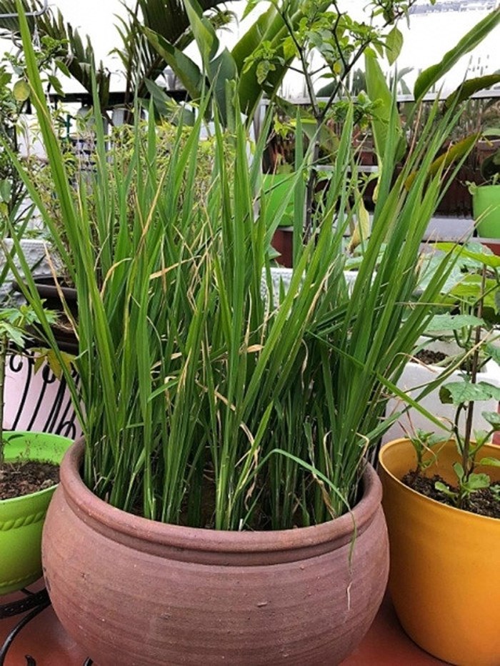 trồng lúa trên sân thượng