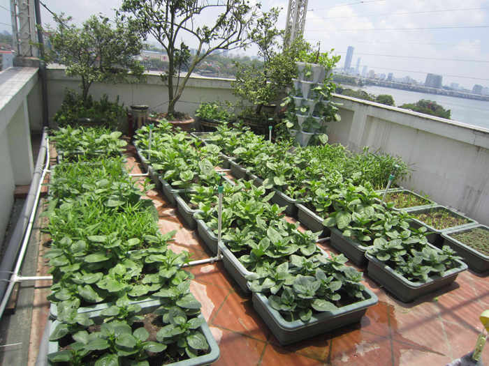 Cách trồng rau trên sân thượng đơn giản hiệu quả cao