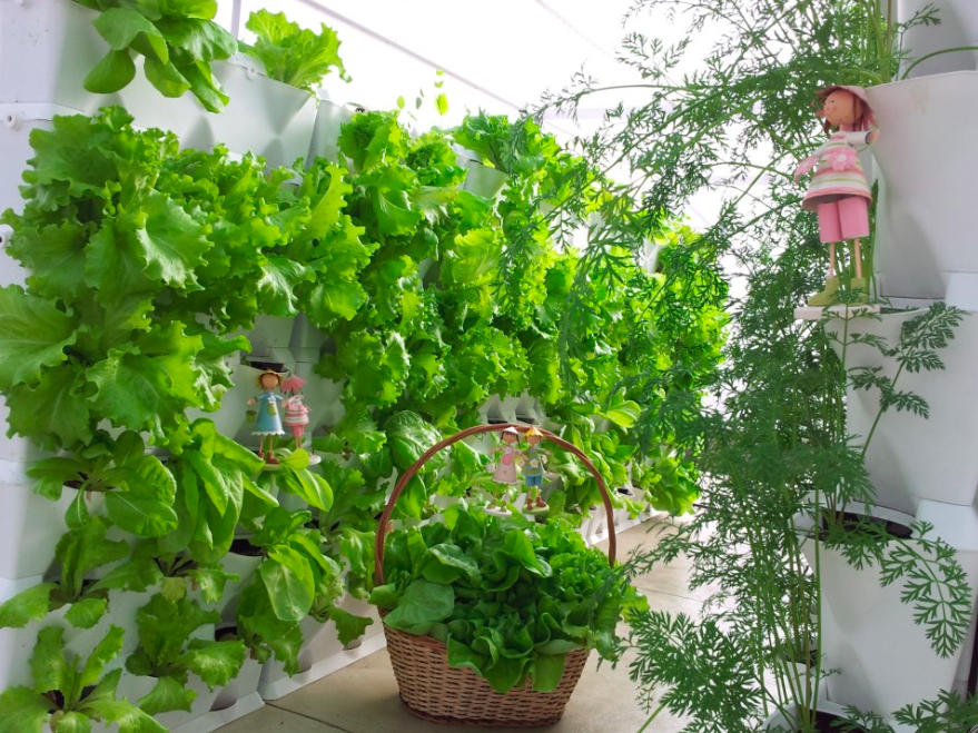 7 mô hình thiết kế vườn rau trên sân thượng đơn giản, dễ làm và tiện lợi nhất