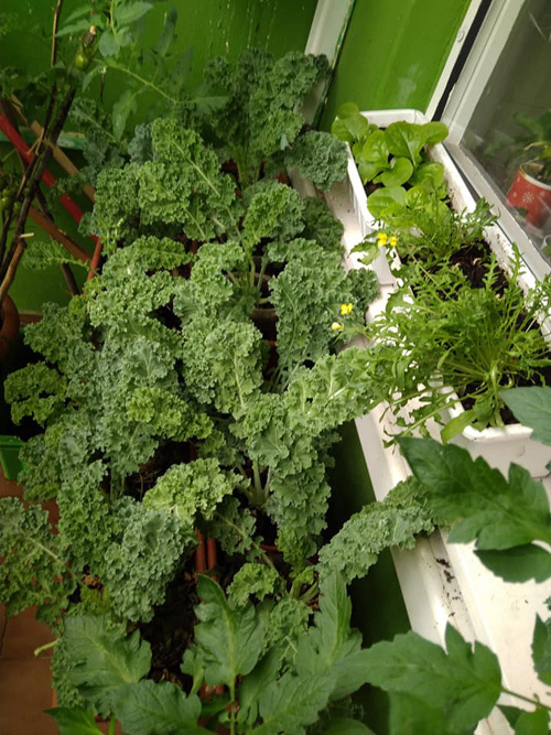 vườn rau trên ban công