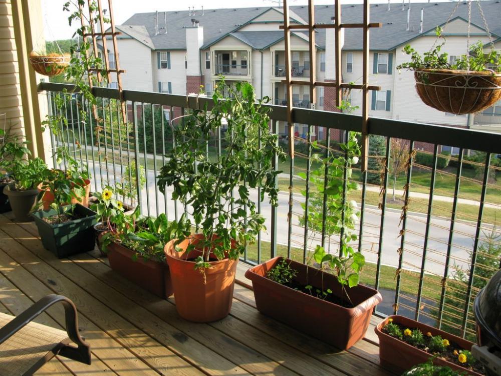 Bài trí các chậu cây cảnh dọc theo lan can ban công là cách đơn giản nhất để tạo ra một khu vườn xanh mát ngay trong nhà.