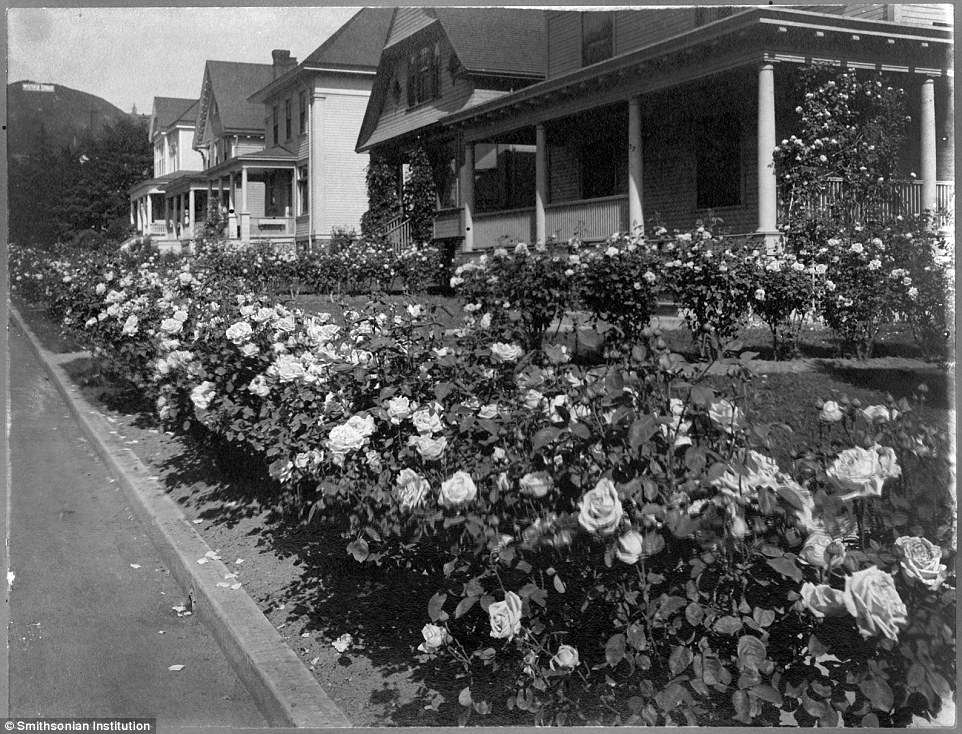  Trong ảnh là dãy nhà ở Portland (Oregan) năm 1911.