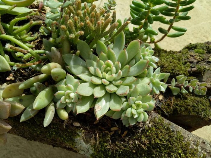 Sự kết hợp ăn ý giữa rêu xanh với sen đá tạo nên vẻ đẹp cổ kính cho tiểu cảnh.