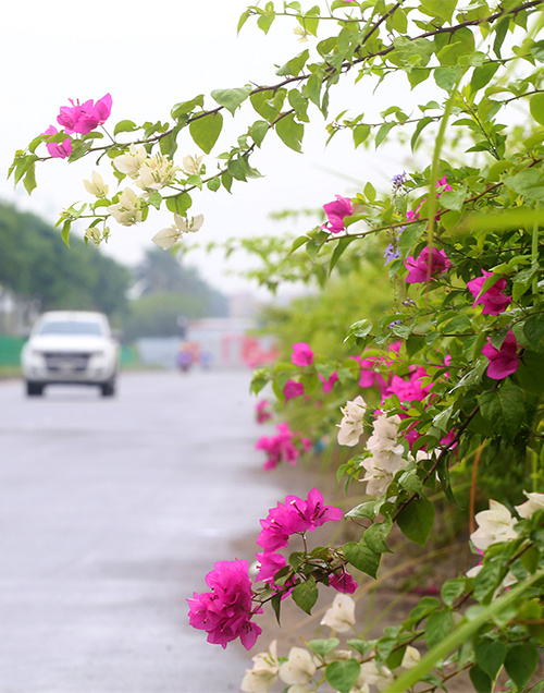 Hoa giấy được trồng nhiều ở dải phân cách nhỏ hai bên đường 10 làn xe. 