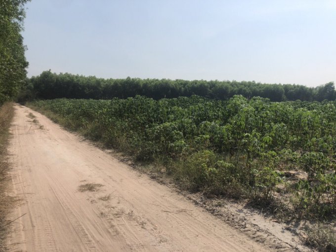 một lô đất nông nghiệp ở Nhơn Trạch