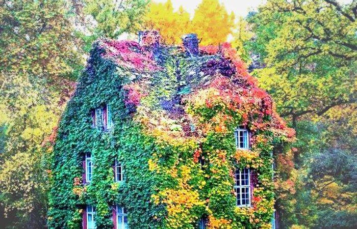 Mãn nhãn những ngôi nhà phủ cây xanh đẹp như cổ tích