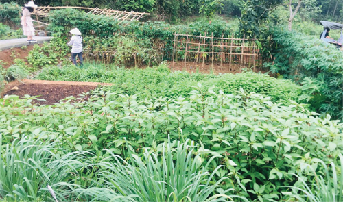 Nở rộ mô hình cho thuê đất trồng rau ở vùng ven Hà Nội