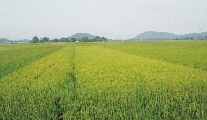 Thủ tướng phê duyệt chuyển mục đích sử dụng đất tại Thái Nguyên và Quảng Ninh